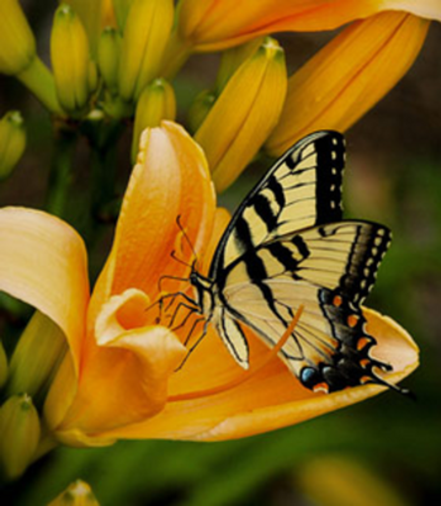 Darlene Lewis Woolwine Martin