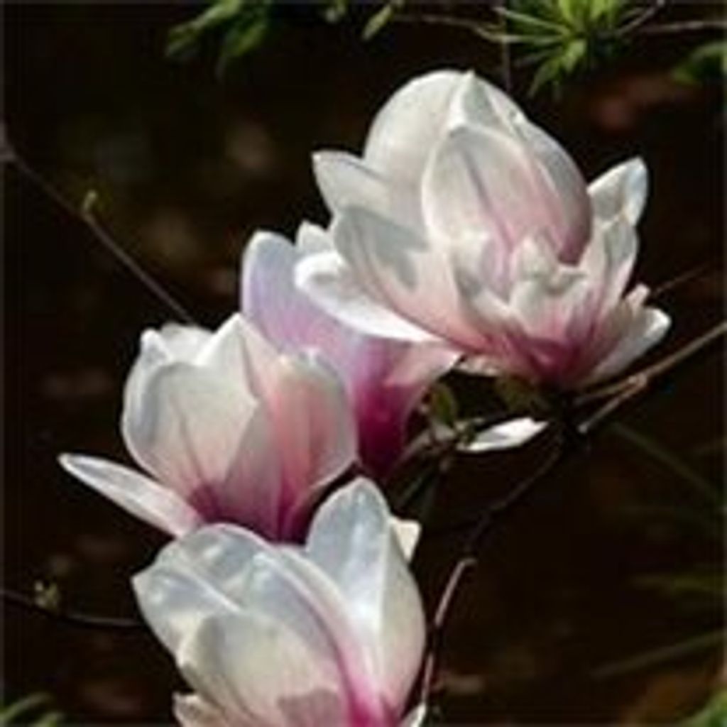 Dawn M. Raynold