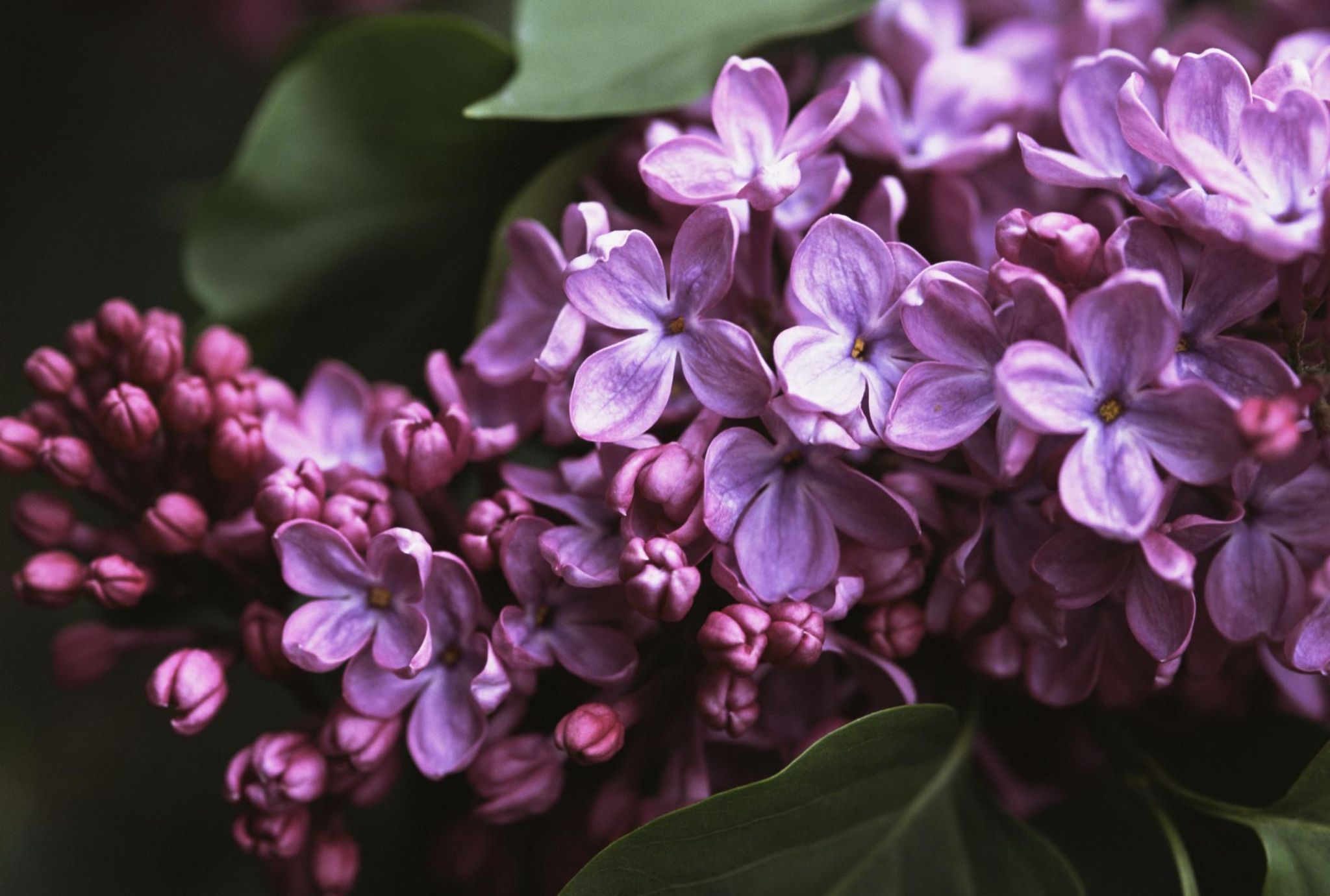 Cover photo for Judith "Judy" Hamman's Obituary