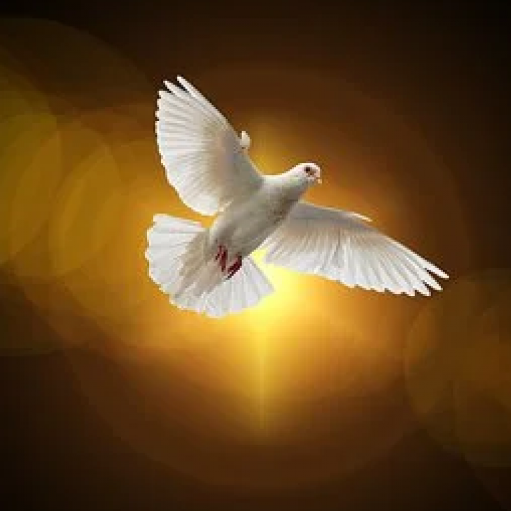 Diane Wohlhaupter Boyer Profile Photo