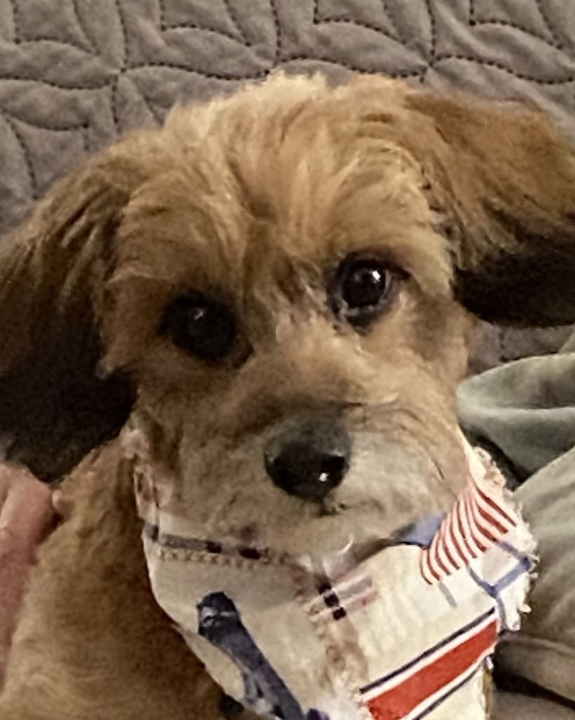 Honey Boy Manka Profile Photo