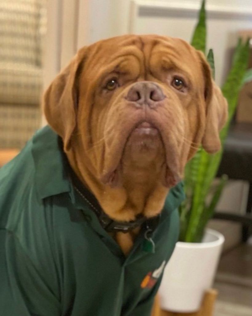 Poncho Bolonka