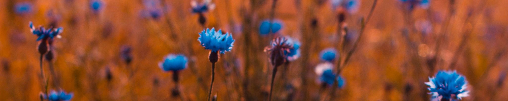 Cover for Norma J Baucom's Obituary