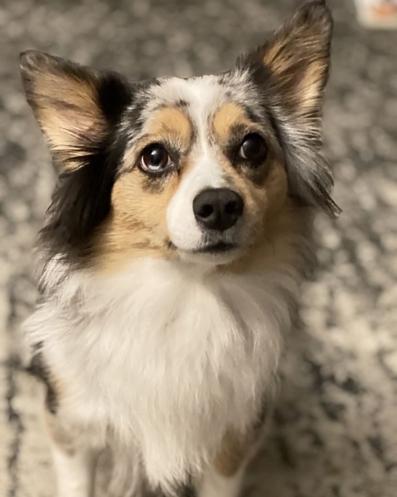 Aurora King