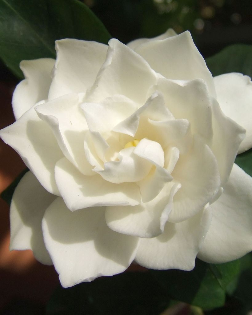 Mary Margaret Thompson Montgomery