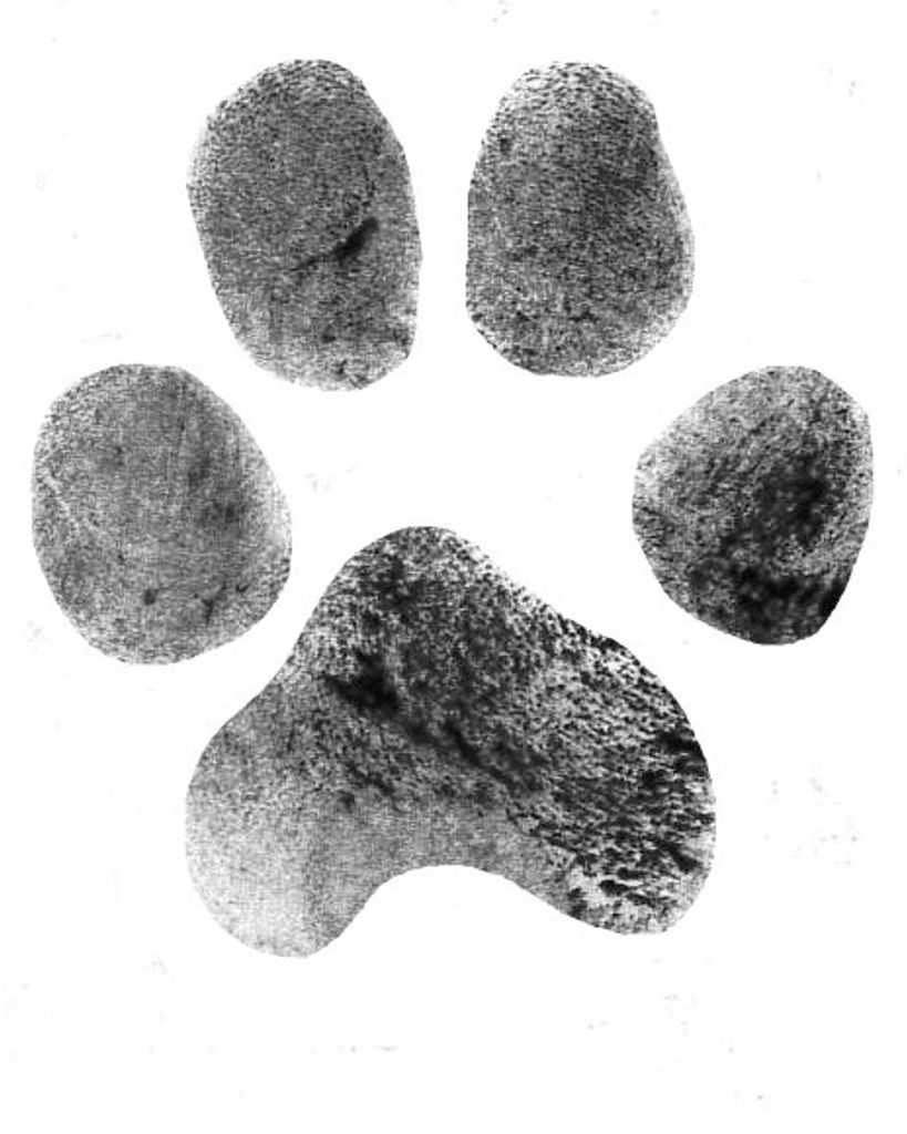 Sandy Feeback Profile Photo