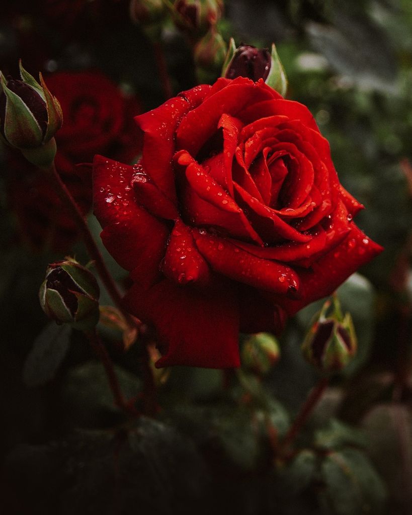 Robin Mary Benson Profile Photo