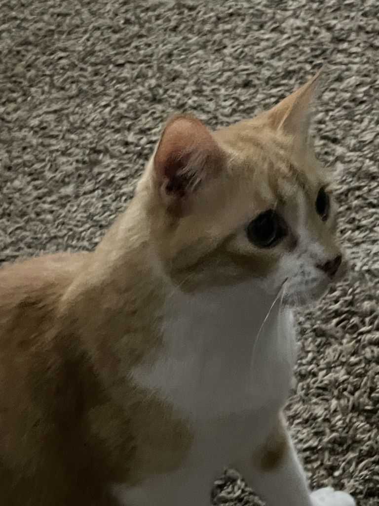 Kiara Tu Profile Photo