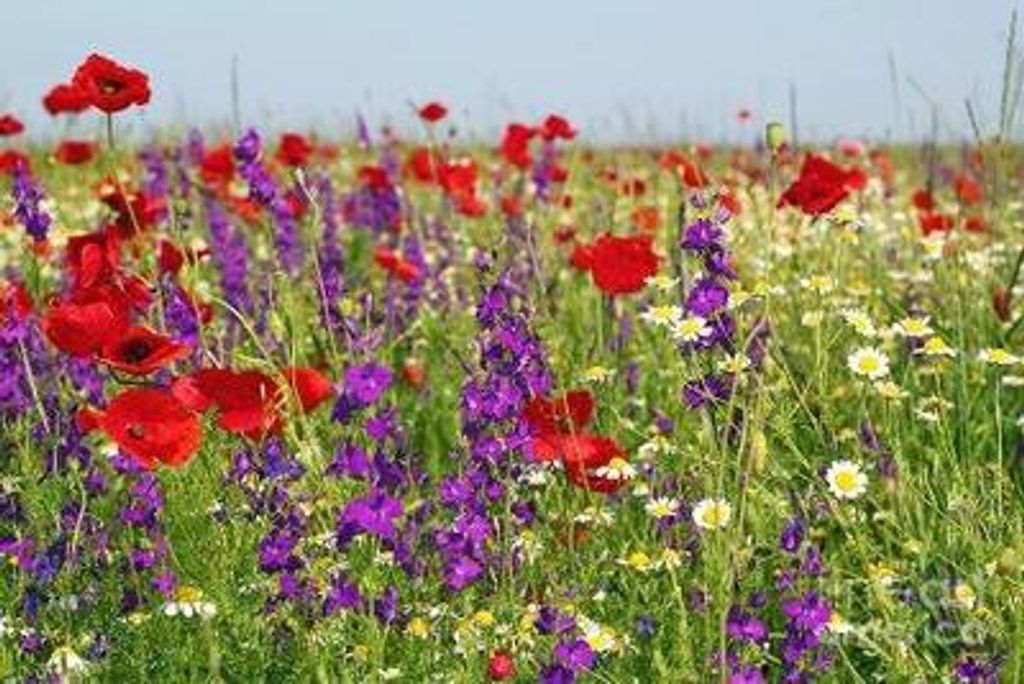 Kathryn M Bailey Profile Photo