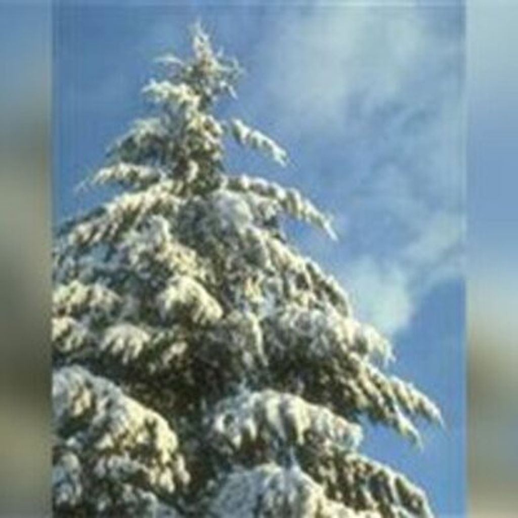 Memories Holiday Service Profile Photo