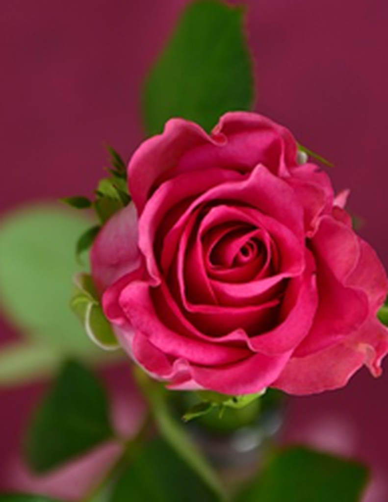 Sandra Diane (Gipson) Wisor