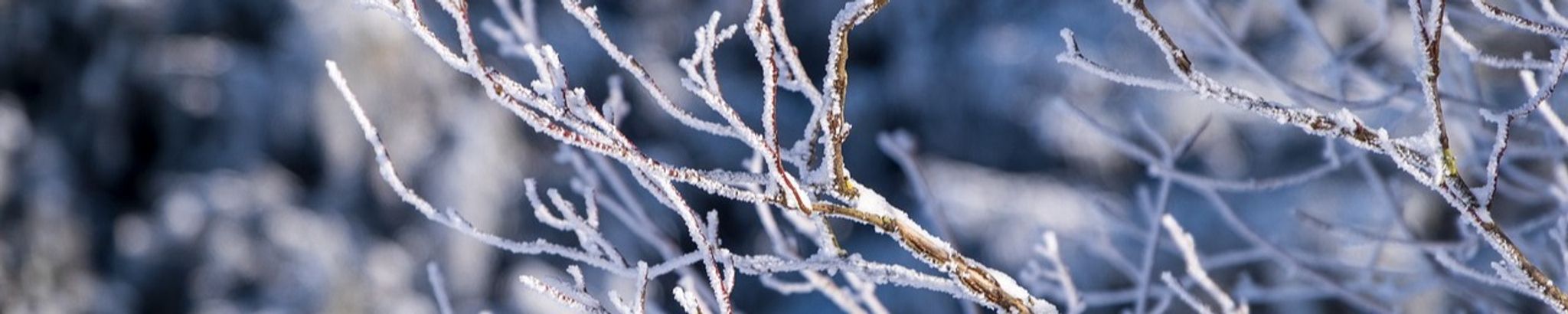 Cover for Thomas Romans's Obituary