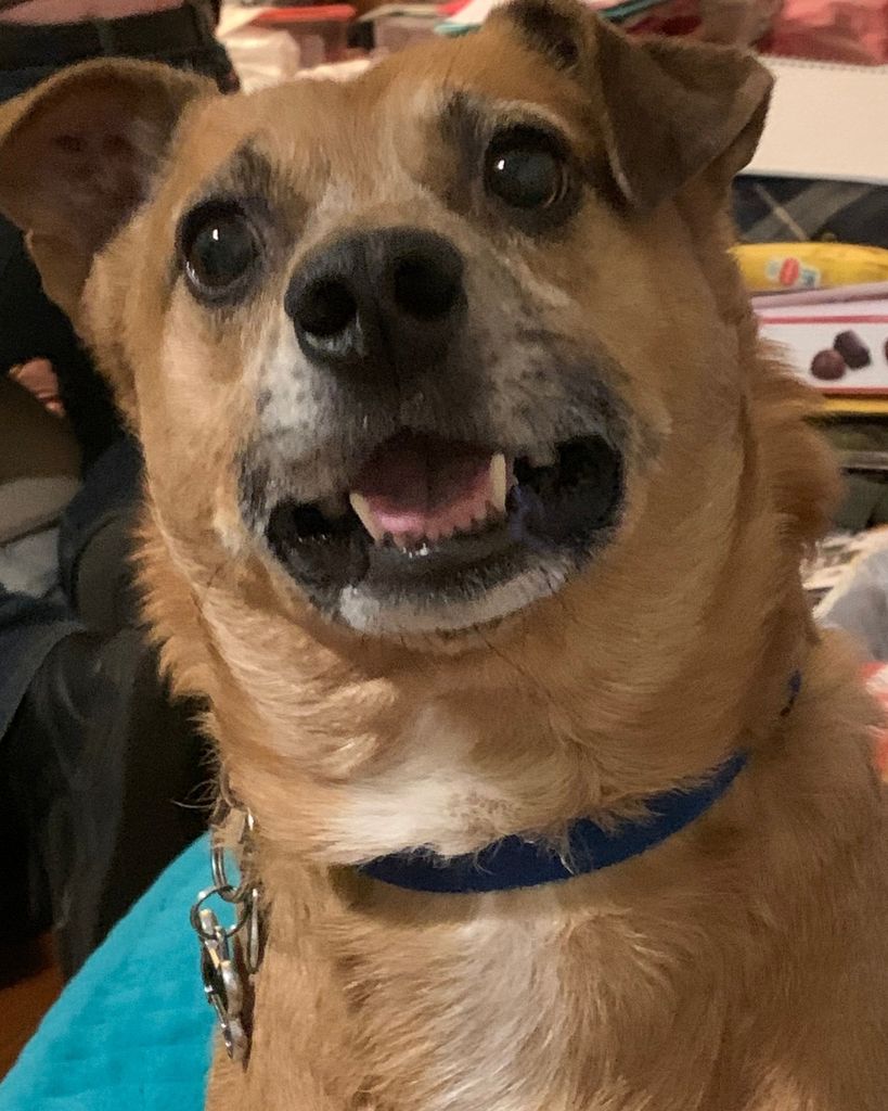 Buddy Boi Willis-Losoya