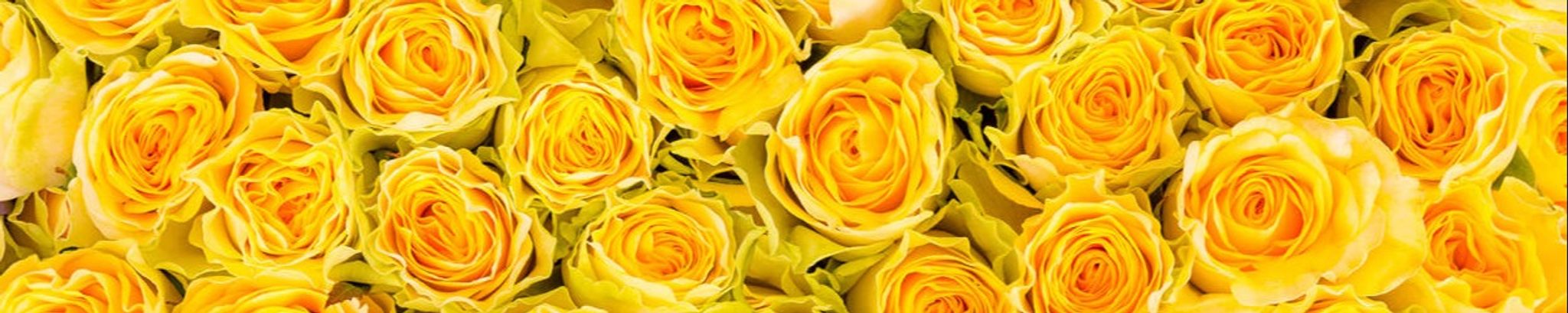 Cover photo for Susie Alfonsi's Obituary