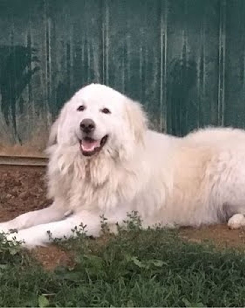 Zeus Poole Profile Photo