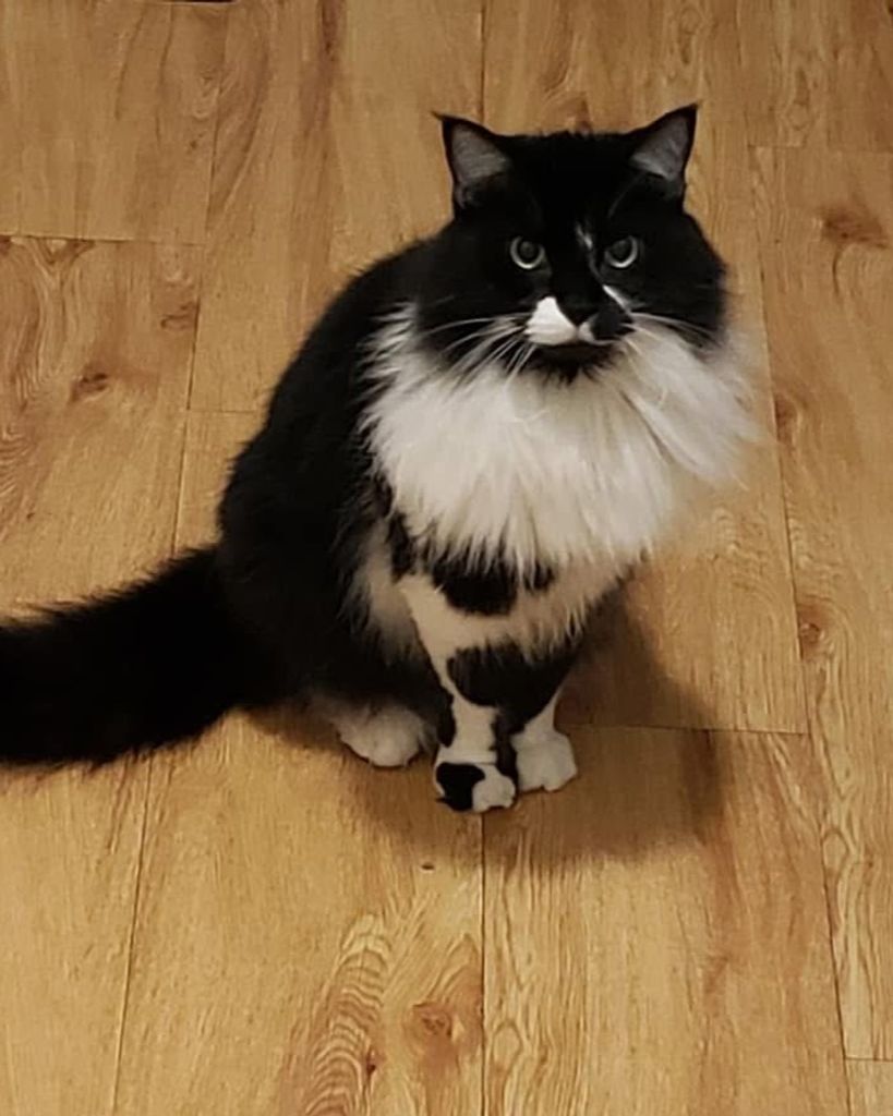 Oreo Parks Profile Photo