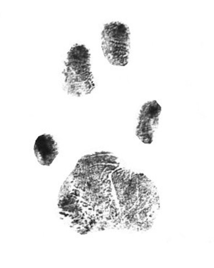 Truffles Riley Profile Photo