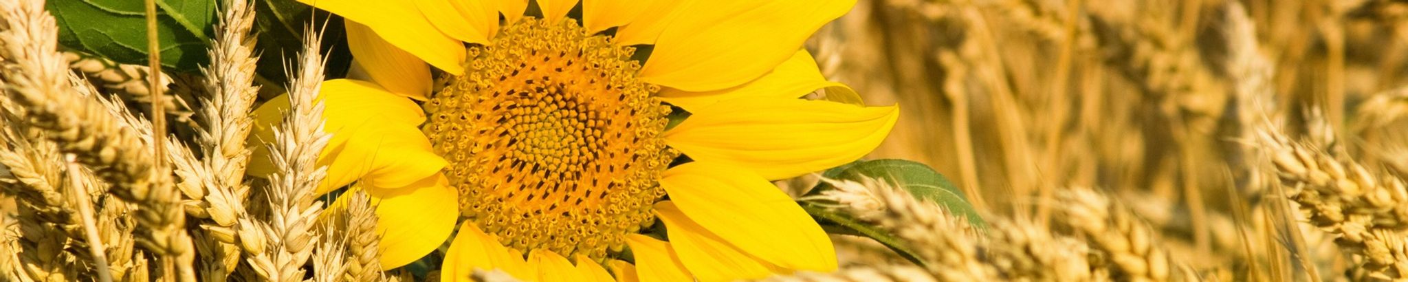 Cover photo for Marjorie Jones's Obituary