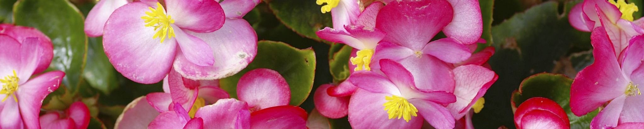 Cover for Janet P. Davenport's Obituary