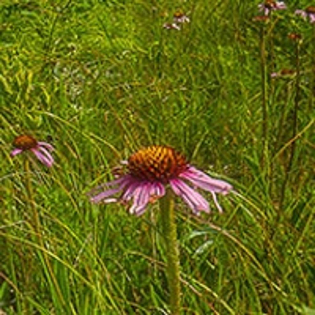 Lillie Anna Rhoads Profile Photo