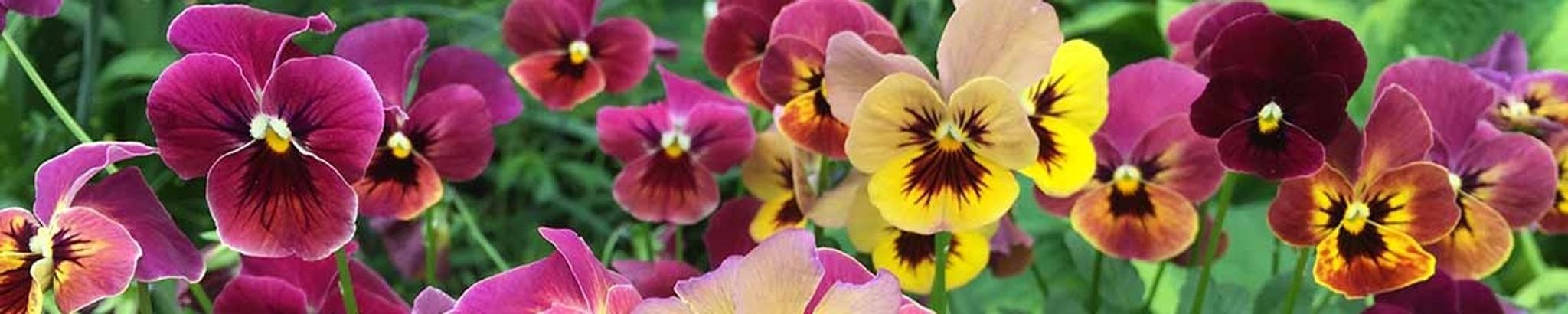 Cover for Lori L. Powell's Obituary