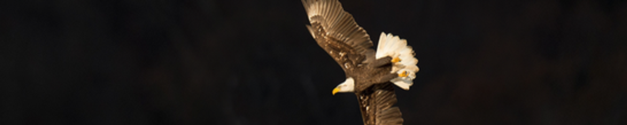 Cover for Micheale Ann Currier's Obituary