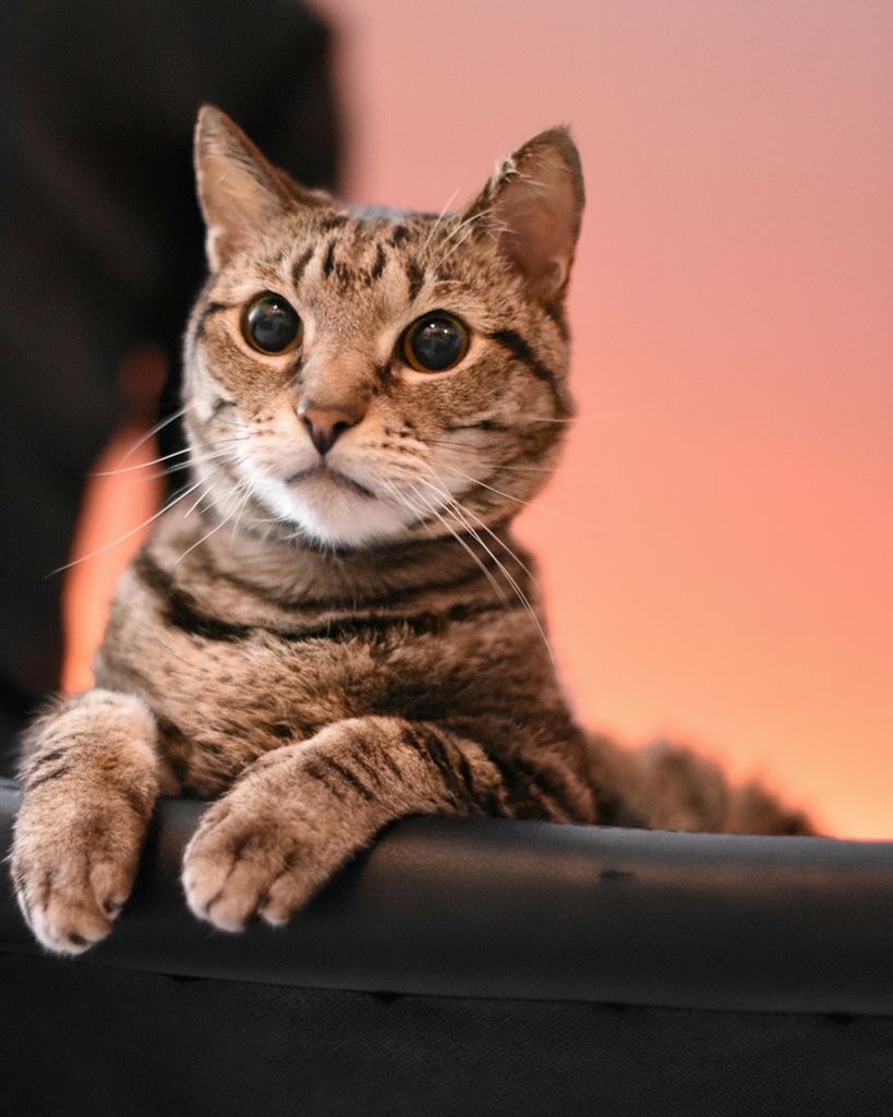 Howl Kontes Profile Photo