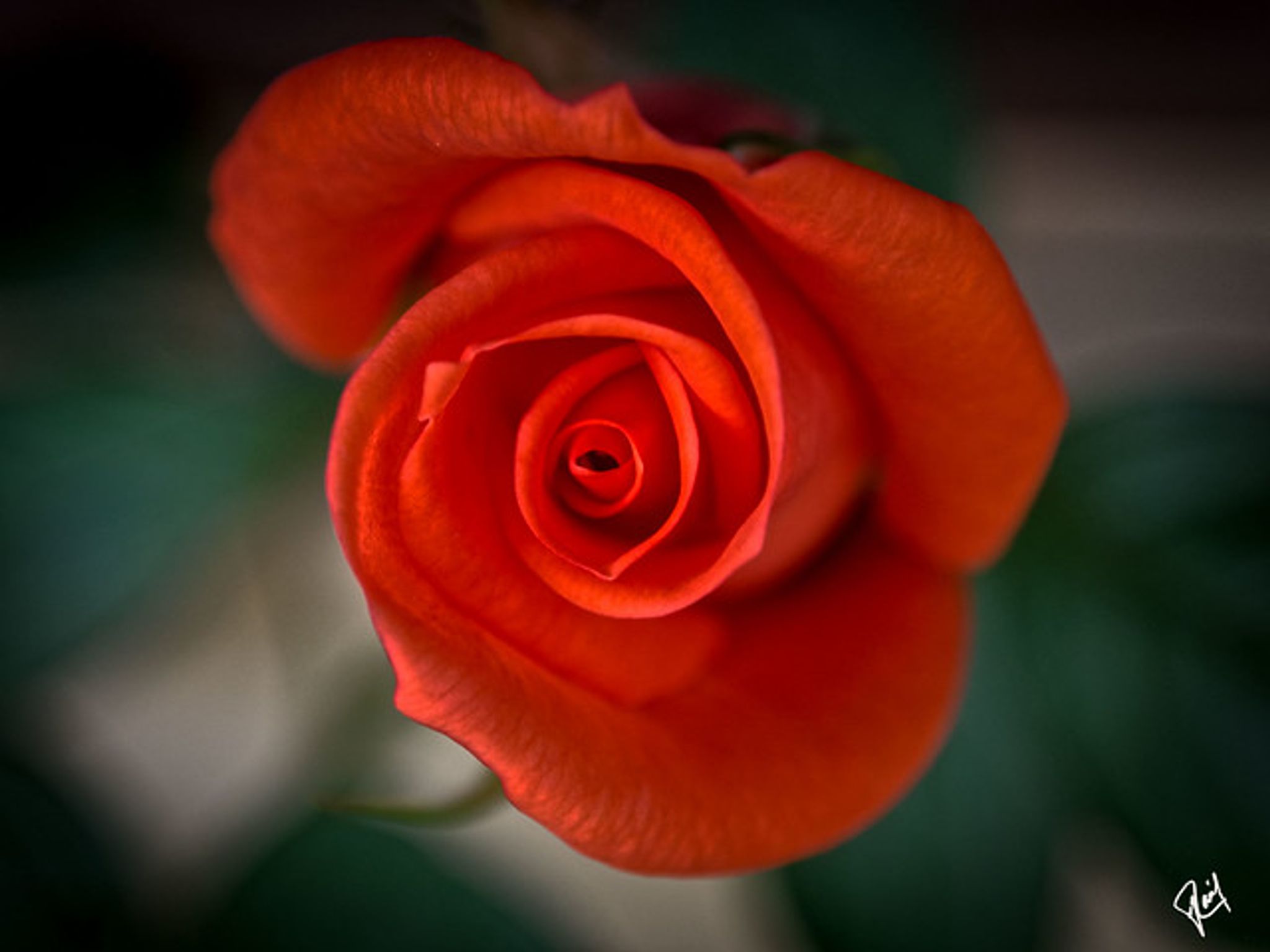 Cover photo for Courtney Toriano Graves's Obituary