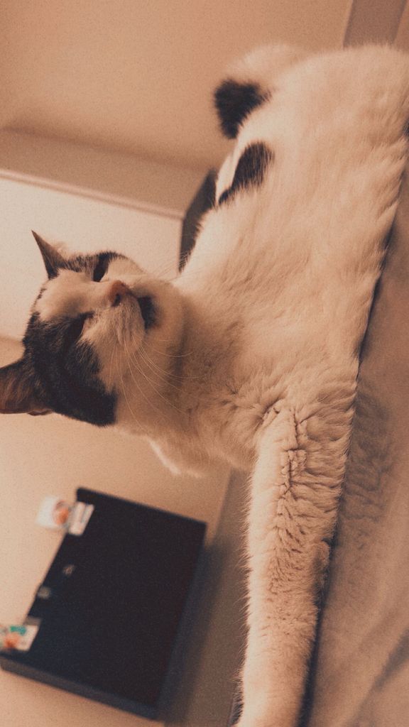 Meow Meow Profile Photo