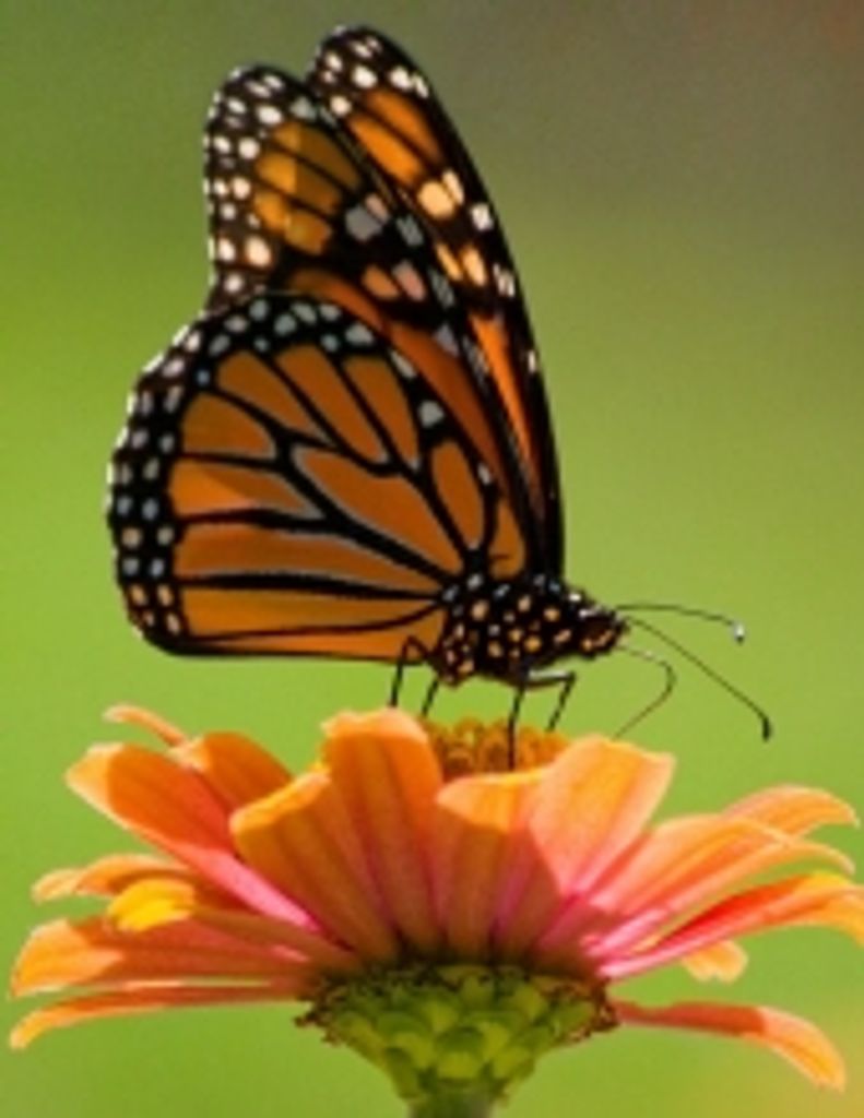 Janelle Whitworth Maroney