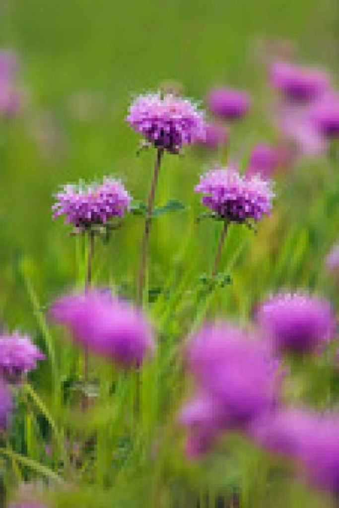 Gail M. Felicita Bennett