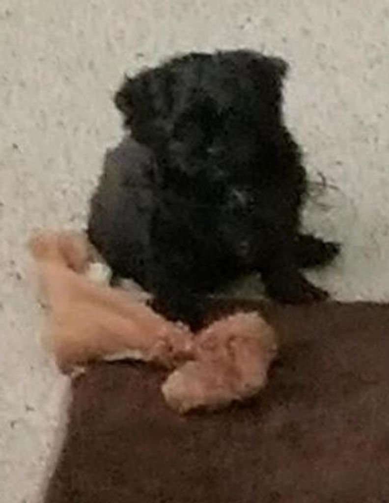 Harley "Chunky Monkey" Havnen