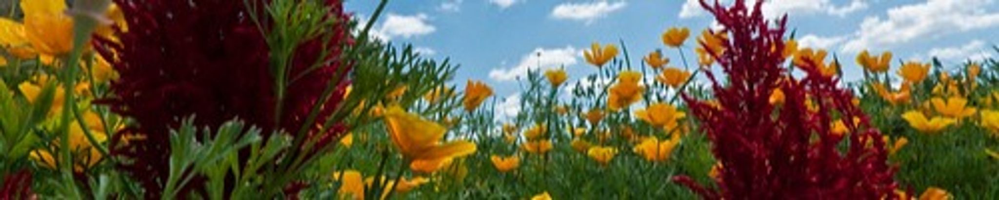 Cover photo for Kurt F. Peters's Obituary
