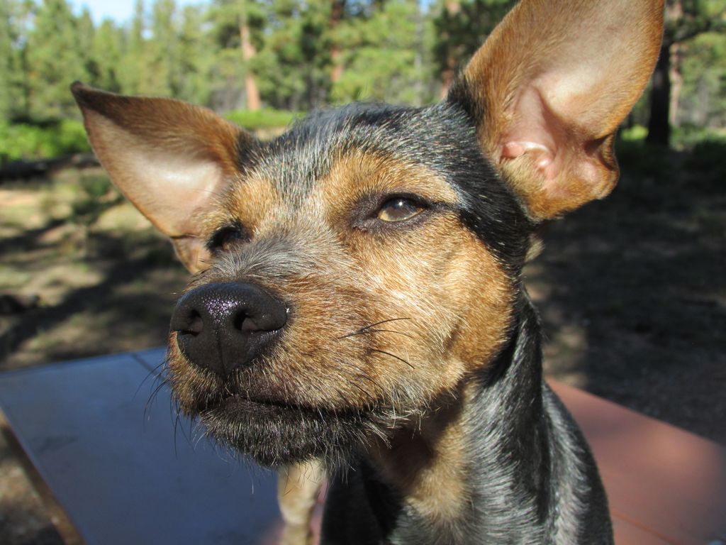 Whizzer Profile Photo