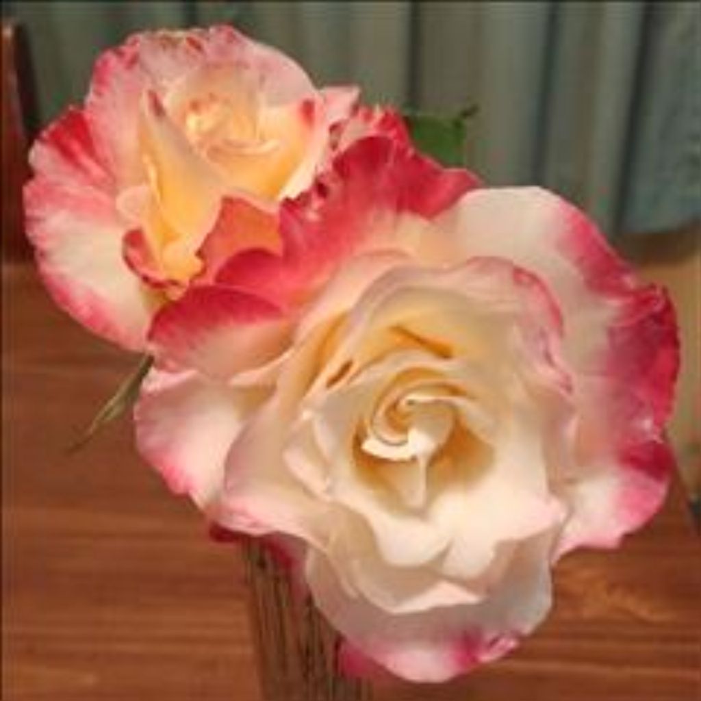 Patricia Ann Boyett Profile Photo