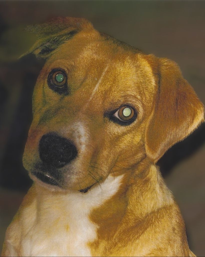 Susie Q Profile Photo