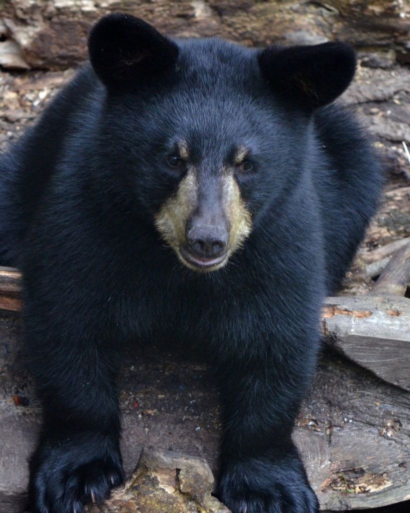 Martin "Marty" L. Peterson "Mr. Bear" Profile Photo