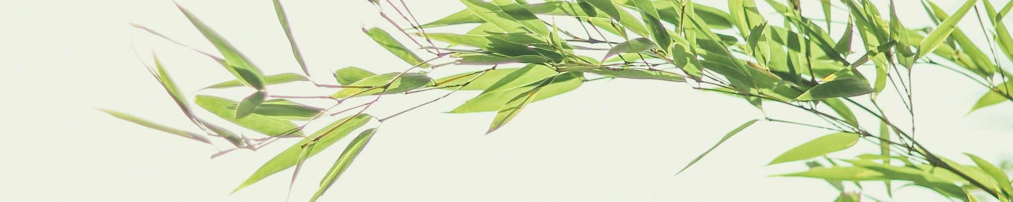 Cover for Cheng Hong's Obituary