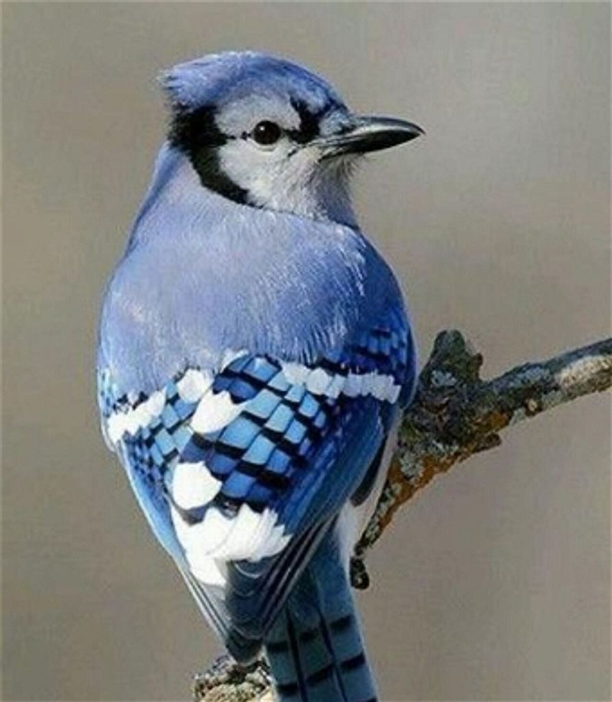 Roger Vance Murray Profile Photo