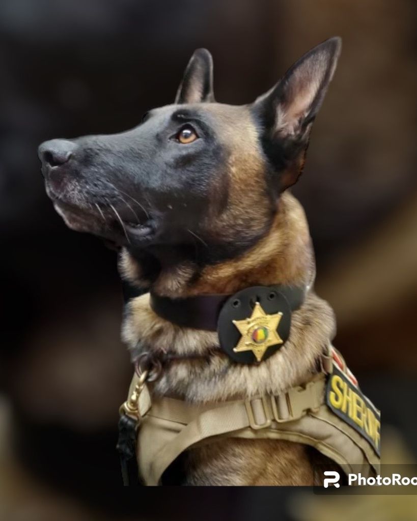 Falco Henry County Retired K-9