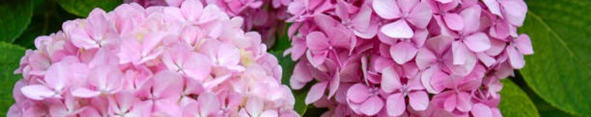 Cover for Hortencia C. Avila's Obituary