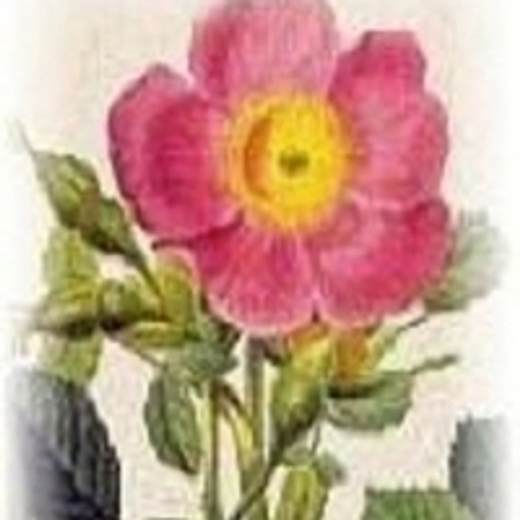 Gloria Stokes