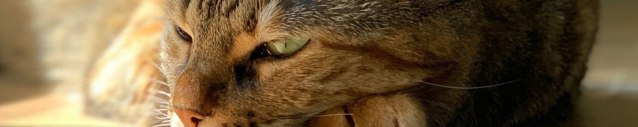 Cover photo for Catherine A. "Katy" Seilkop's Obituary