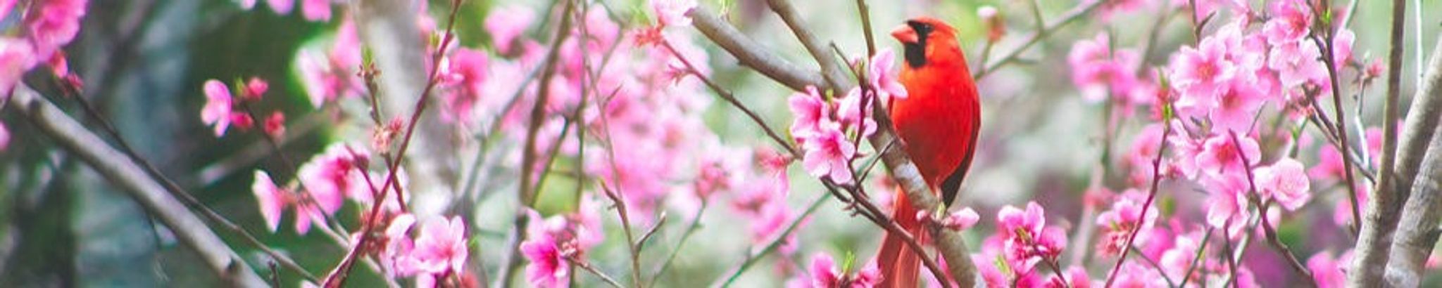 Cover photo for Charlene M. McComb's Obituary