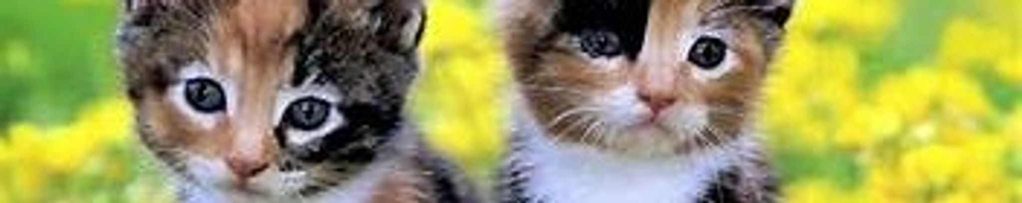 Cover photo for Janice Maureen Pezel's Obituary