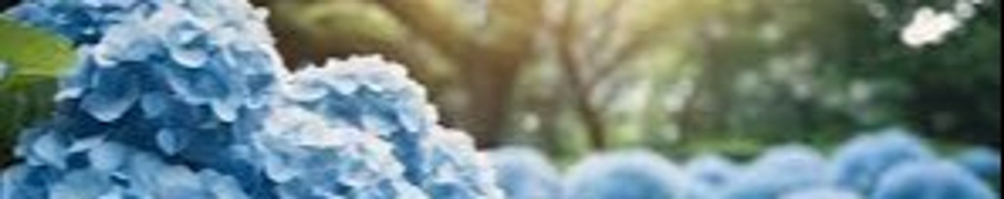 Cover photo for Rebecca A. "Becky" Roush's Obituary