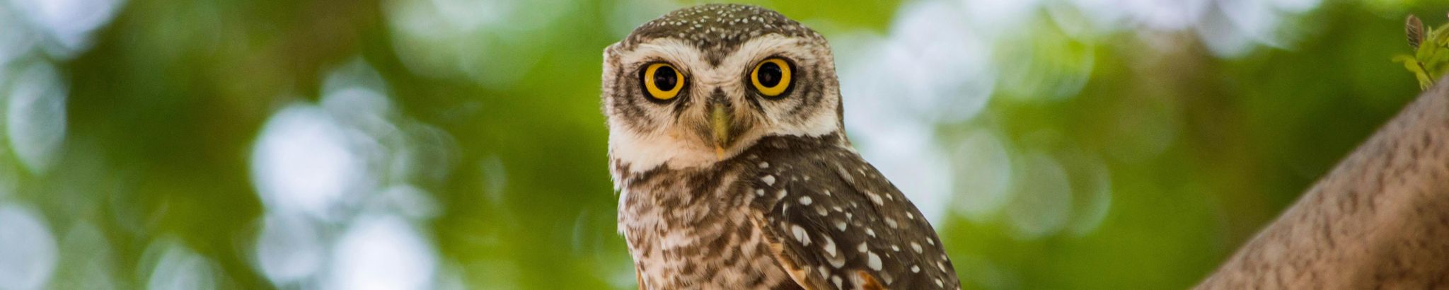 Cover for Naomi Jean Brown's Obituary