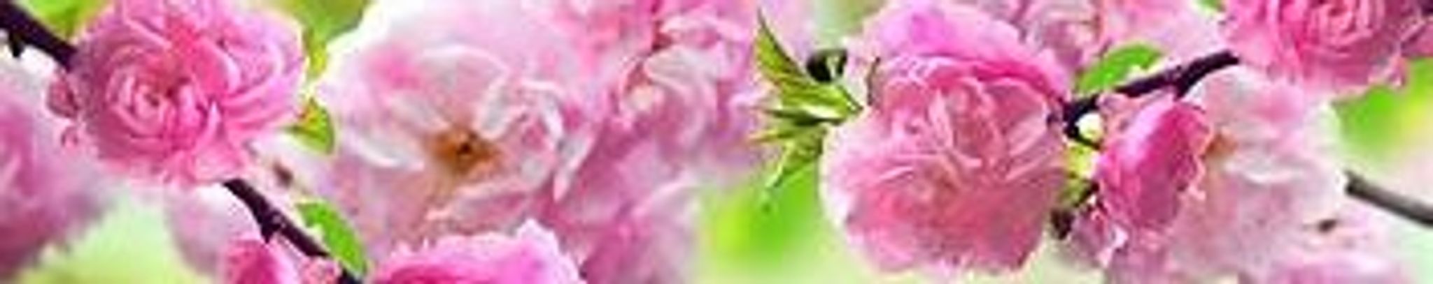 Cover photo for Beverly Hampton's Obituary