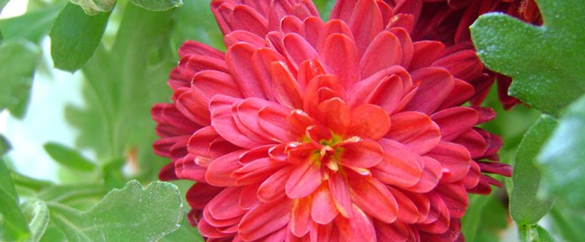Cover photo for Elizabeth L. Reid's Obituary