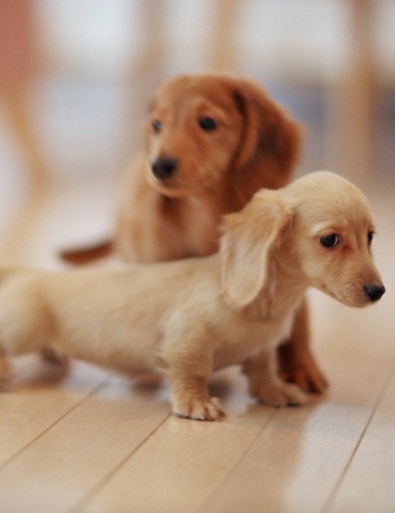 Alan Bryan Decker Dvm Profile Photo